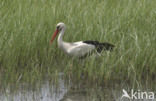 Ooievaar (Ciconia ciconia)