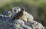 Ortolaan (Emberiza hortulana) 