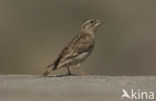 Rotsmus (Petronia petronia)