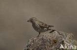 Rotsmus (Petronia petronia)