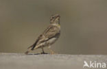 Rotsmus (Petronia petronia)