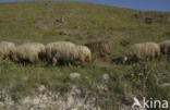 Schaap (Ovis domesticus)