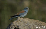 Scharrelaar (Coracias garrulus) 