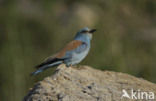 Scharrelaar (Coracias garrulus) 