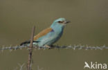 Scharrelaar (Coracias garrulus) 