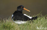 Scholekster (Haematopus ostralegus)