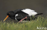 Scholekster (Haematopus ostralegus)