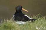 Scholekster (Haematopus ostralegus)