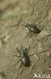 Vliegend hert (Lucanus cervus)