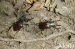 Vliegend hert (Lucanus cervus)