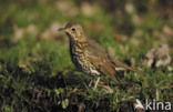 Zanglijster (Turdus philomelos)