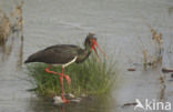 Zwarte Ooievaar (Ciconia nigra)