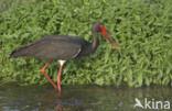 Zwarte Ooievaar (Ciconia nigra)