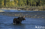 Eland (Alces alces)