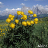 Europese Globebloem (Trollius europaeus)