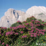 Roestbladig alpenroosje (Rhododendron ferrugineum)