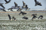 Brandgans (Branta leucopsis)