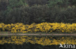 Brem (Cytisus scoparius)