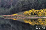 Brem (Cytisus scoparius)