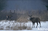 Edelhert (Cervus elaphus)