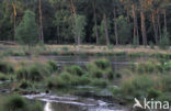 Grove den (Pinus sylvestris)