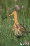 Grutto (Limosa limosa) 