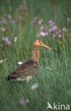 Grutto (Limosa limosa) 