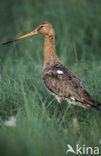 Grutto (Limosa limosa) 