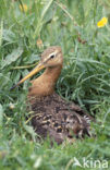 Grutto (Limosa limosa) 