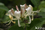 Kamperfoelie (Lonicera)