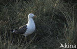 Kleine Mantelmeeuw (Larus fuscus)