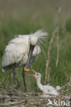 Lepelaar (Platalea leucorodia)