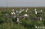 Lepelaar (Platalea leucorodia)