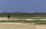 Nationaal Park Duinen van Texel 