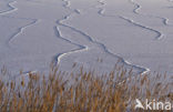 Riet (Phragmites australis)