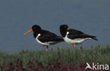 Scholekster (Haematopus ostralegus)