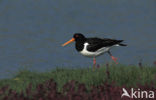 Scholekster (Haematopus ostralegus)