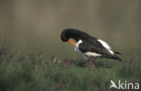 Scholekster (Haematopus ostralegus)