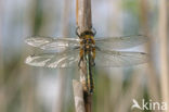 Smaragdlibel (Cordulia aenea)