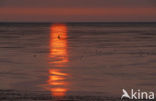 Waddenzee