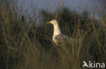 Zilvermeeuw (Larus argentatus)