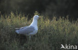 Zilvermeeuw (Larus argentatus)