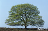 Zomereik (Quercus robur)