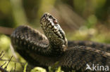 Adder (Vipera berus) 