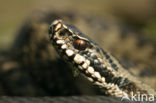 Adder (Vipera berus) 