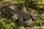 Adder (Vipera berus) 