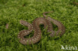 Adder (Vipera berus) 