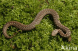 Adder (Vipera berus) 