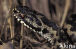 Adder (Vipera berus) 