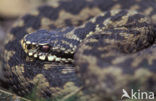 Adder (Vipera berus) 